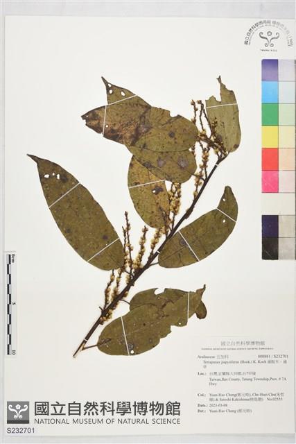 通脫木、通草藏品圖，第1張