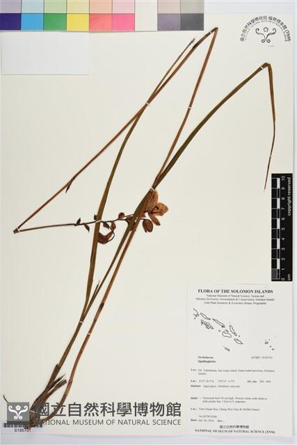 登錄號:S195701藏品圖，第1張