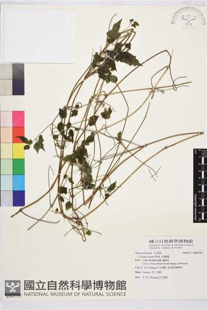 串鼻龍藏品圖，第1張