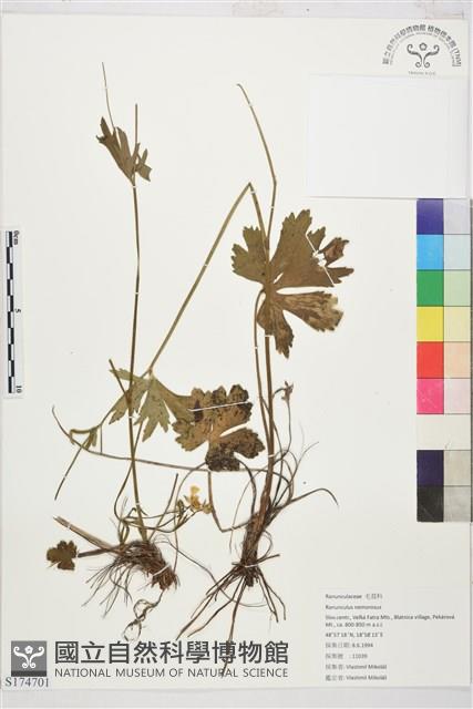 登錄號:S174701藏品圖，第1張