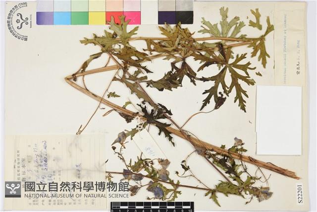 擬康定烏頭藏品圖，第1張