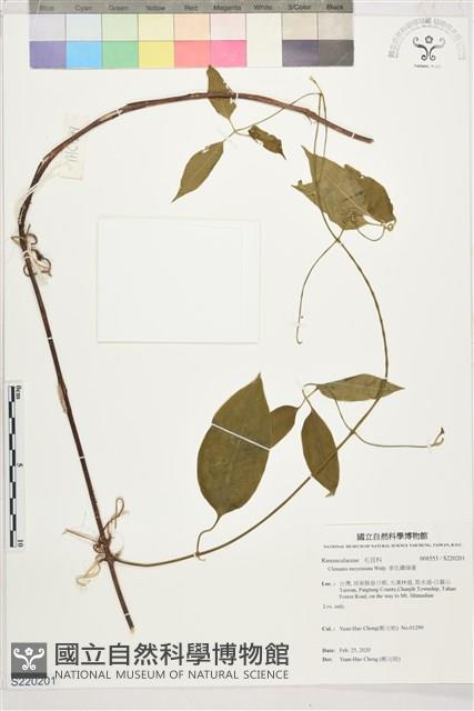 麥氏鐵線蓮藏品圖，第1張