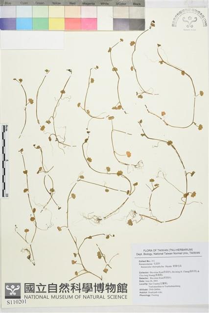 掌葉毛茛藏品圖，第1張