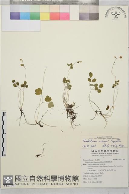 傅氏唐松草藏品圖，第1張