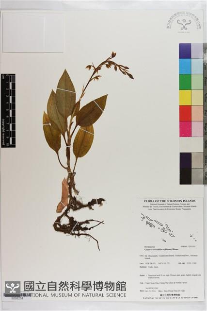 綠花斑葉蘭、鳥喙斑葉蘭藏品圖，第1張