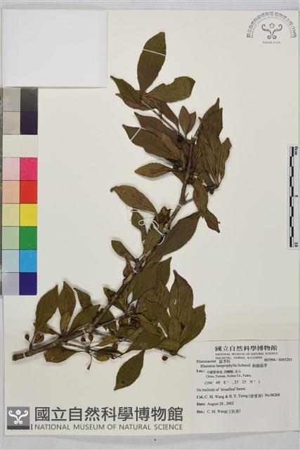 鉤齒鼠李藏品圖，第1張