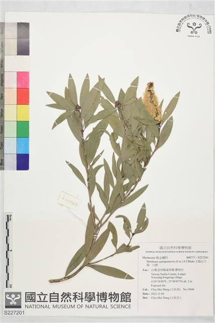 五脈白千層、白樹藏品圖，第1張