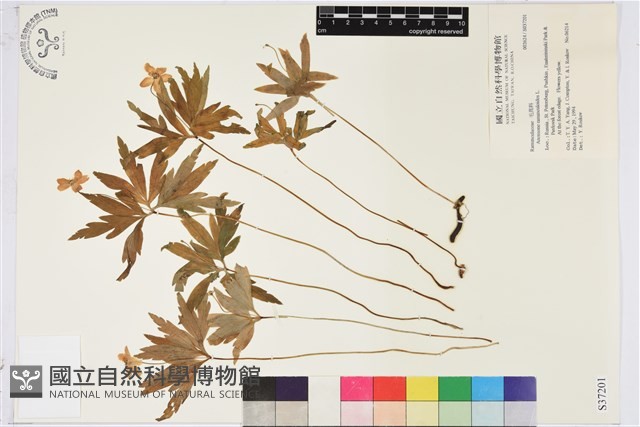 毛莨狀銀蓮花藏品圖，第1張