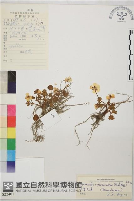 毛葉毛茛藏品圖，第1張