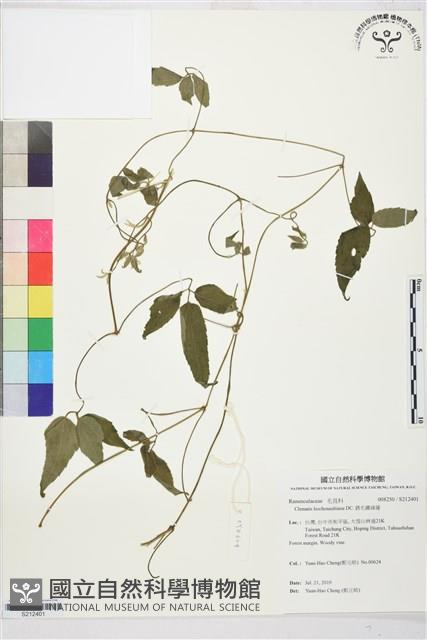 銹毛鐵線蓮藏品圖，第1張