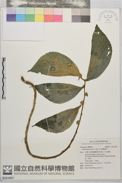 食用樓梯草藏品圖，第1張