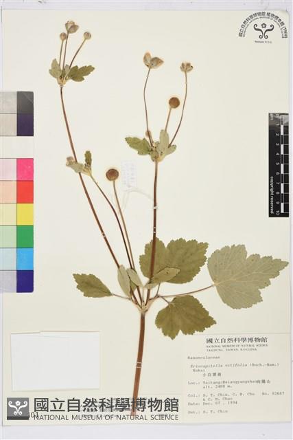 小白頭翁、野棉花藏品圖，第1張