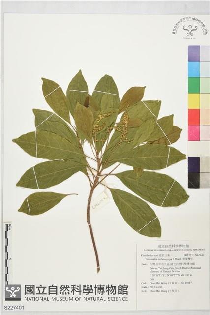 黑果欖仁藏品圖，第1張