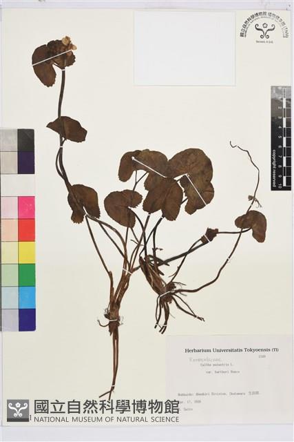 空莖驢蹄草藏品圖，第1張