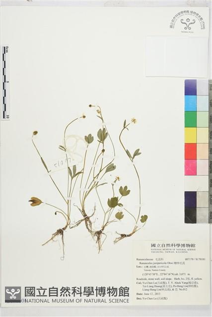 檜林毛茛藏品圖，第1張