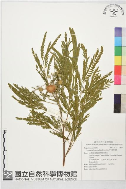 銀合歡藏品圖，第1張