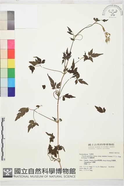 巴氏鐵線蓮藏品圖，第2張