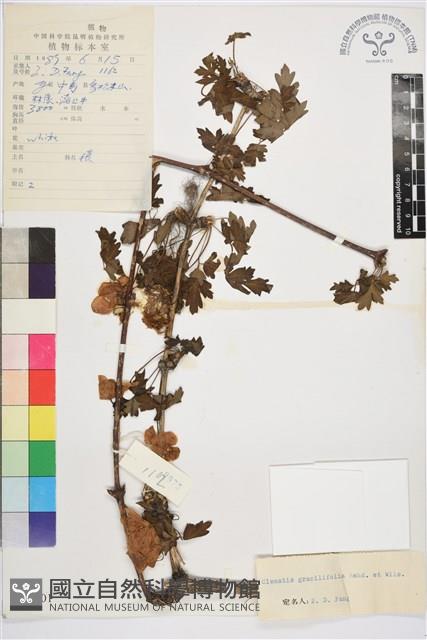 薄葉鐵線蓮藏品圖，第1張