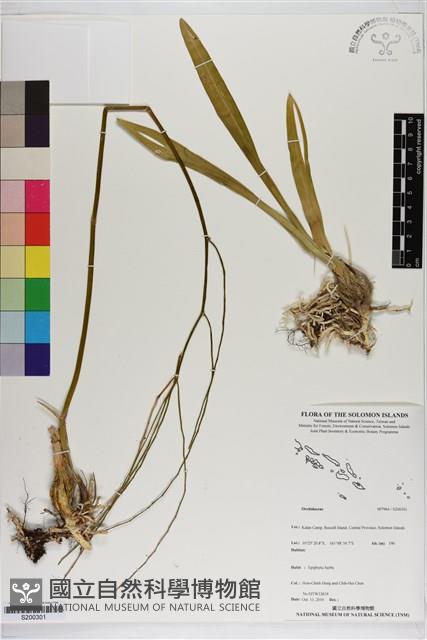 Accession Number:S200301 Collection Image