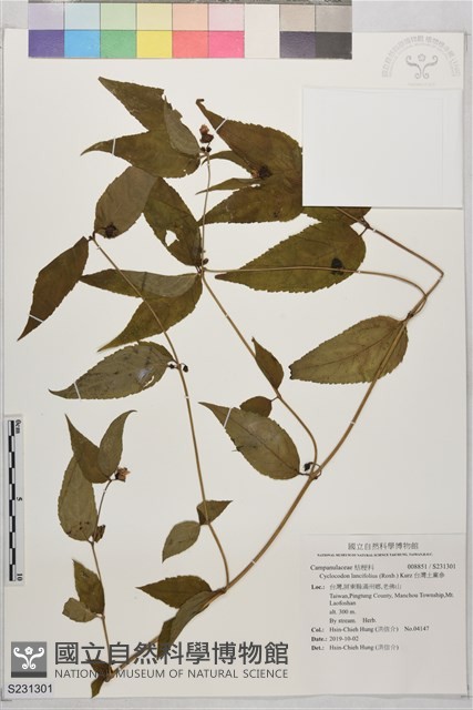 台灣土黨參藏品圖，第1張