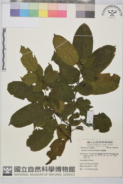 桶鉤藤藏品圖，第1張