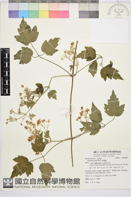 串鼻龍藏品圖，第1張