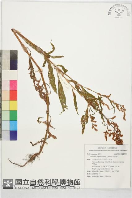 早苗蓼藏品圖，第1張