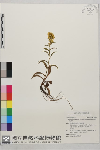 一枝黃花藏品圖，第1張
