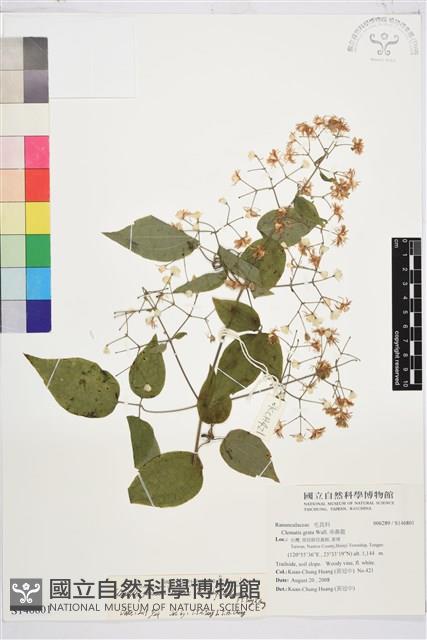 梨山小蓑衣藤藏品圖，第1張