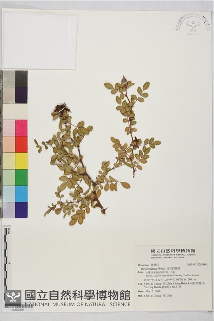 琉球野薔薇藏品圖，第1張