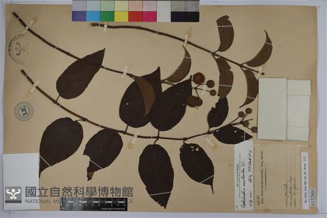 風箱樹藏品圖，第1張