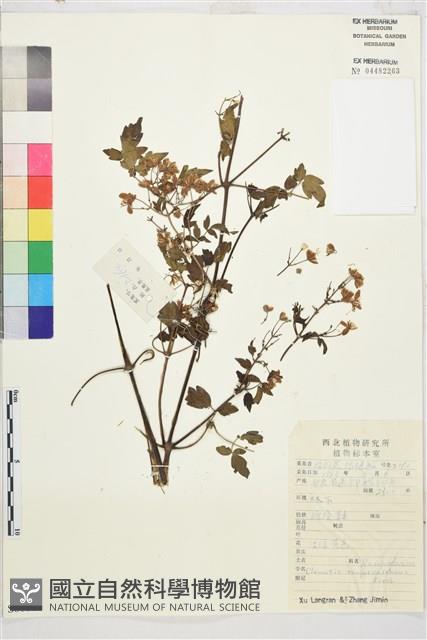 甘青鐵線蓮藏品圖，第1張