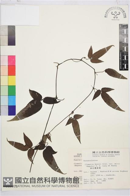 森氏鐵線蓮藏品圖，第2張