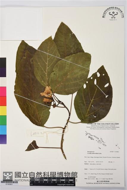 橙花破布子藏品圖，第1張