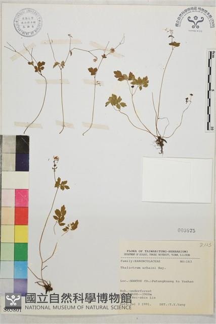 傅氏唐松草藏品圖，第1張