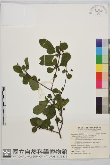 薄葉鼠李藏品圖，第1張