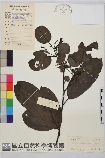 尼布魯鼠李藏品圖，第1張