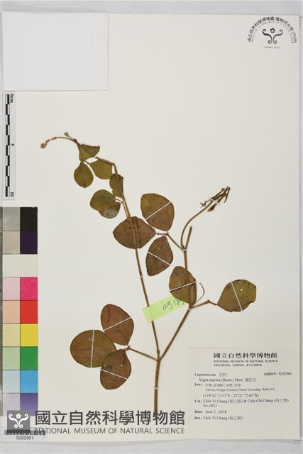 濱豇豆藏品圖，第1張