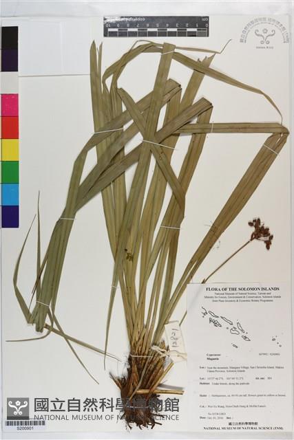 登錄號:S200901藏品圖，第1張