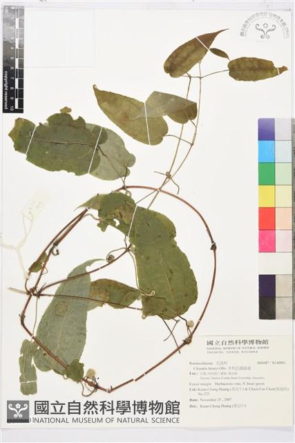 亨利氏鐵線蓮藏品圖，第1張