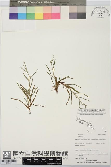 登錄號:S195901藏品圖，第1張