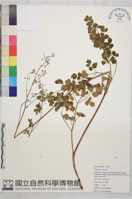 亞歐唐松草藏品圖，第1張