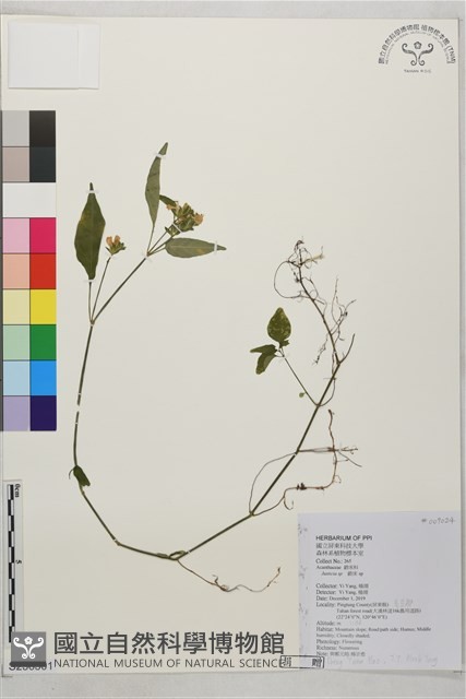 登錄號:S236501藏品圖，第1張