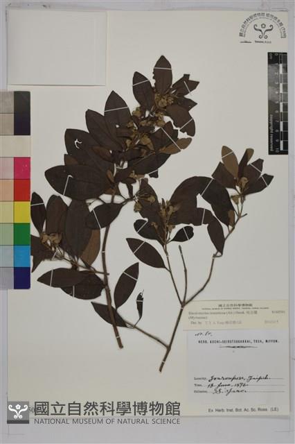 桃金孃藏品圖，第1張