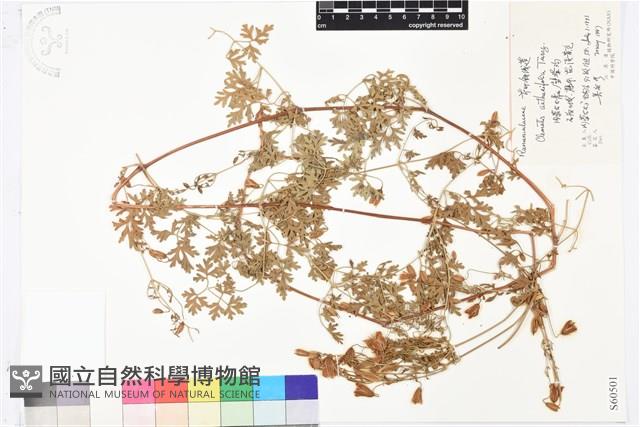 芹葉鐵線蓮藏品圖，第1張