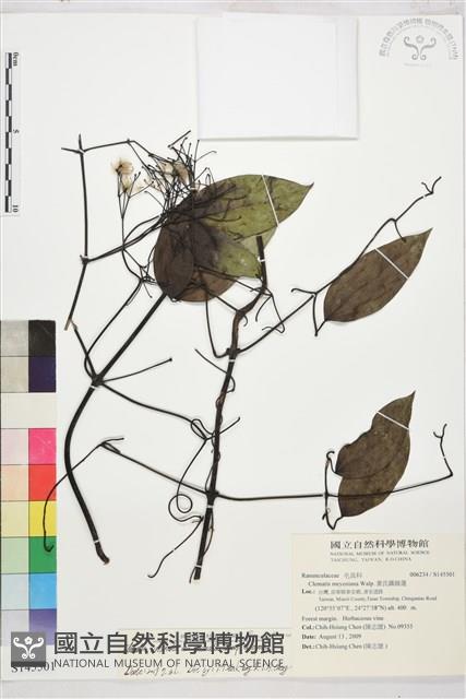 柱果鐵線蓮藏品圖，第2張