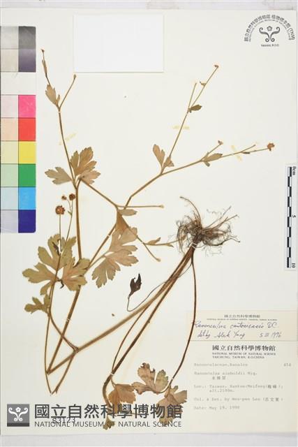 水辣菜、禺毛茛藏品圖，第1張