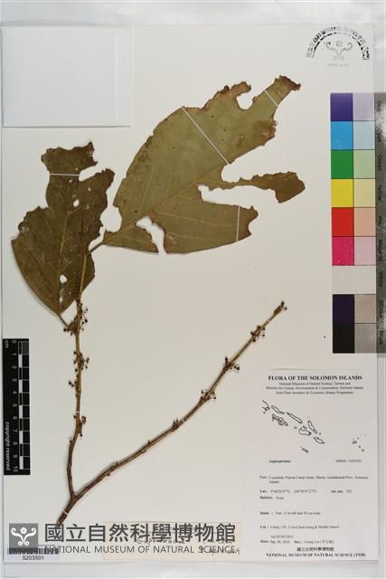 登錄號:S203501藏品圖，第1張