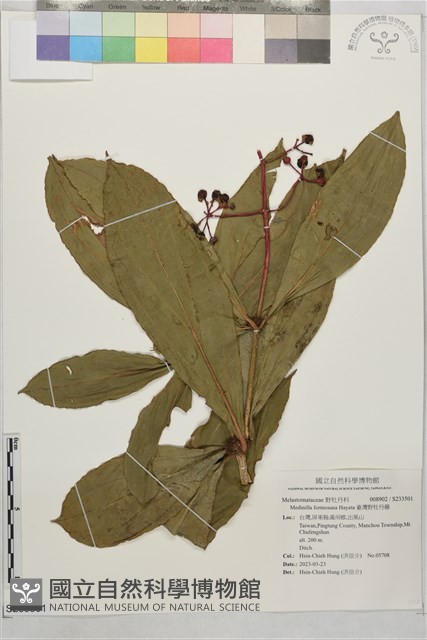 臺灣野牡丹藤藏品圖，第1張