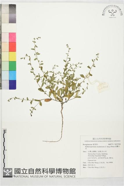 細纍子草藏品圖，第1張